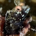 blenny_roughhead_dw_wc_v_0358_tci0715.jpg